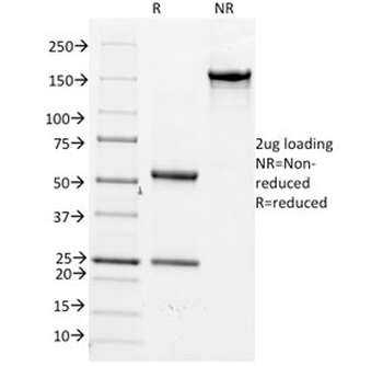 Cdc20 Antibody