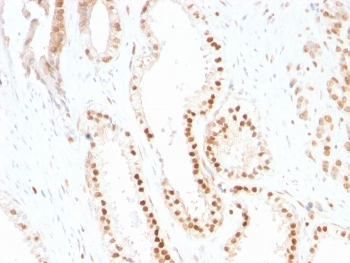 p27Kip1 Antibody