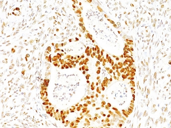 p27Kip1 Antibody