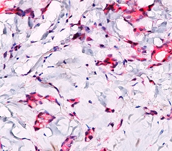 Beta-Catenin Antibody