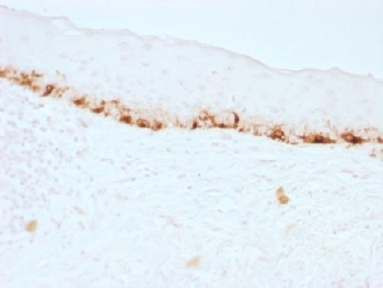 MART-1 Antibody