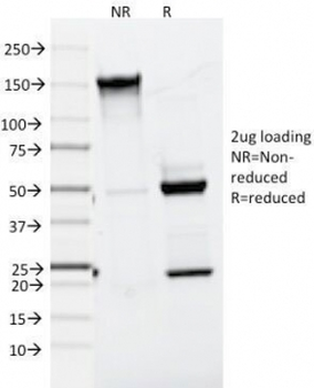 Melan-A Antibody
