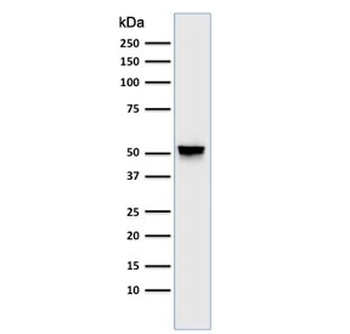 GFAP Antibody