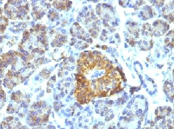 HSP60 Antibody