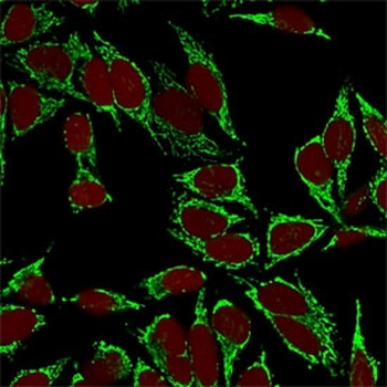 HSP60 Antibody / HSPD1