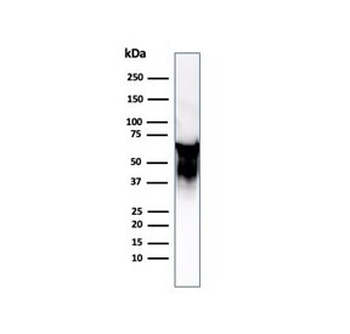 HSP60 Antibody / HSPD1