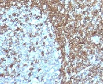 CD50 Antibody