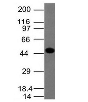 KRT8 Antibody / Cytokeratin 8