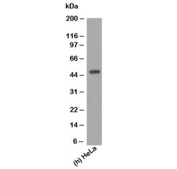 Cytokeratin 17 Antibody