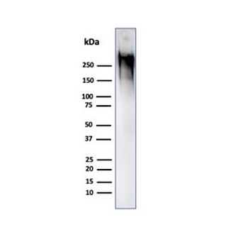MUC1 Antibody / Mucin-1