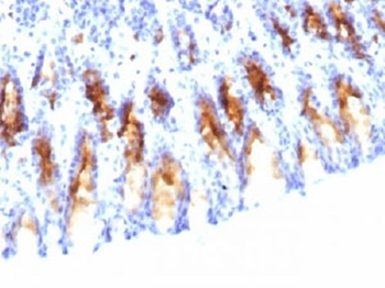 MUC5AC Antibody / Mucin-5AC