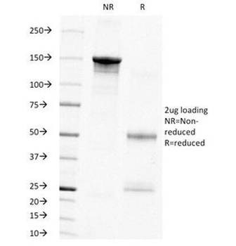 PCNA Antibody
