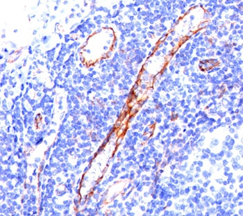 CD31 Antibody
