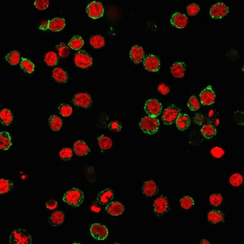 CD31 Antibody