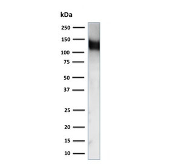 CD31 Antibody