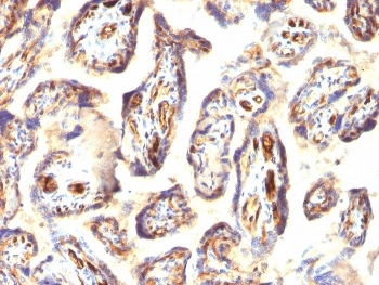 Podocalyxin Antibody / PODXL