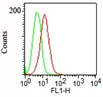 Podocalyxin Antibody / PODXL