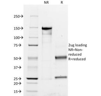 CD45RO Antibody
