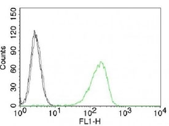 Transferrin Receptor Antibody / CD71