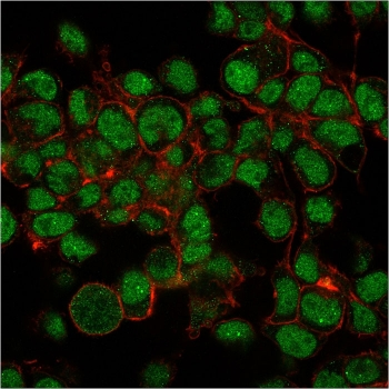 SUMO1 Antibody