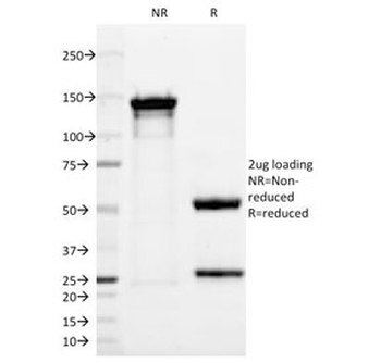 UchL1 Antibody