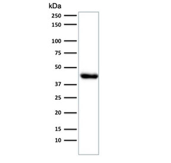 Muscle Actin Antibody (pan)