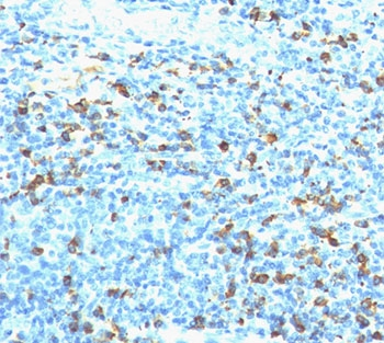 Biotin Antibody