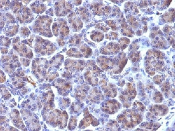 Golgi Complex Antibody