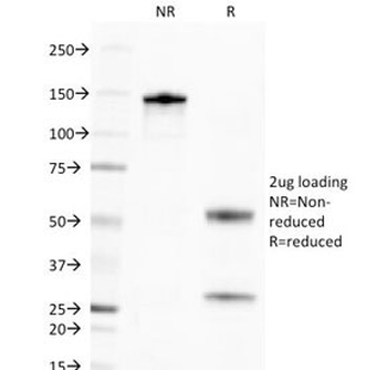 Golgi Complex Antibody