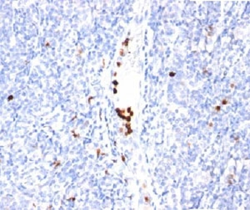 Granulocyte Marker Antibody