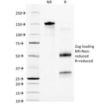 Granulocyte Marker Antibody