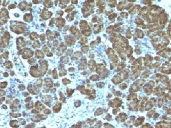 Mitochondrial Marker Antibody
