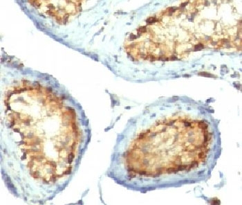 Mitochondrial Marker Antibody