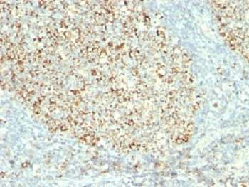 Mitochondria Antibody