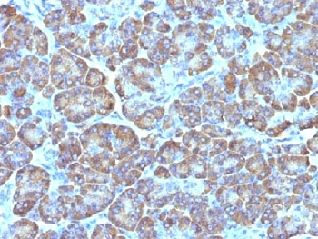Mitochondria Antibody
