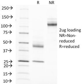 MUC1 Antibody / Mucin-1