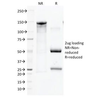 CD45 Antibody
