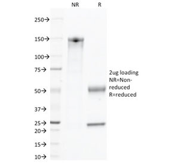 CD45 Antibody