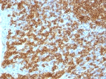 CD45RA Antibody