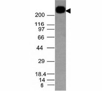 CD45RB Antibody