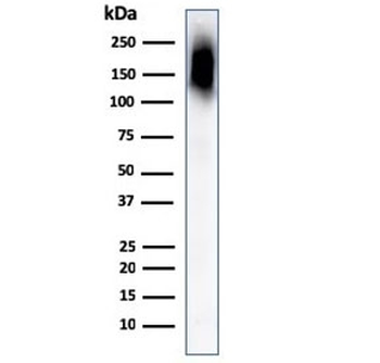 CD45RB Antibody
