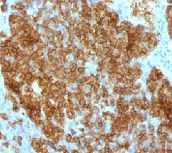 CD45RA Antibody