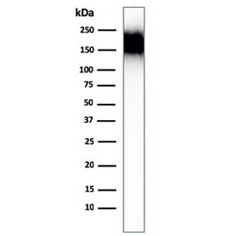 CD45RA Antibody