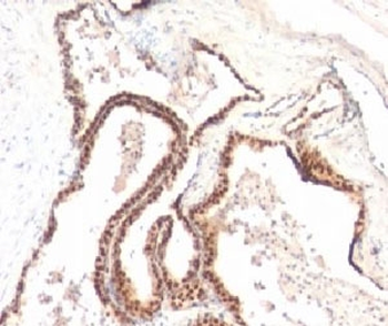 p27Kip1 Antibody