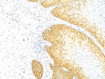 p27Kip1 Antibody