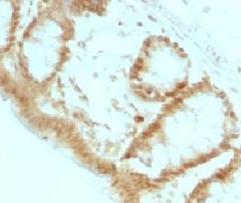 p27Kip1 Antibody