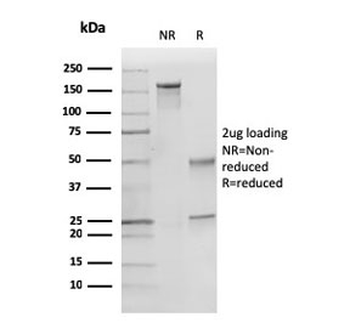 p27Kip1 Antibody