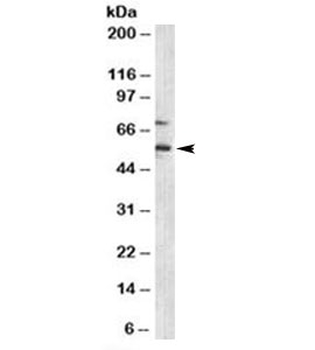 p57 Antibody