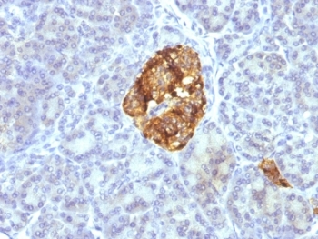 Chromogranin A Antibody Cocktail
