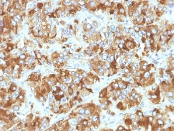 Chromogranin A Antibody